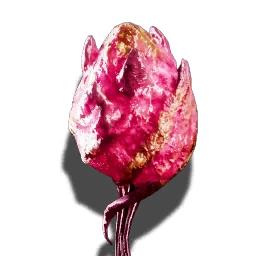 Pheromondrüse der Königin