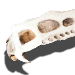Schädelplatte