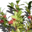 Flammendorn
