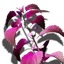 Trollnessel