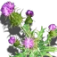 Velayis