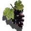 Weintrauben